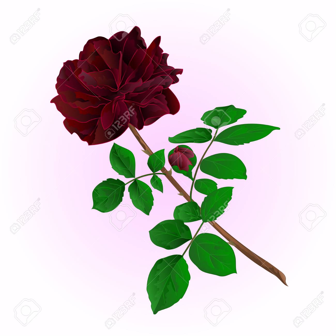 黒薔薇の芽と茎ビンテージ ベクトル図 のイラスト素材 ベクタ Image