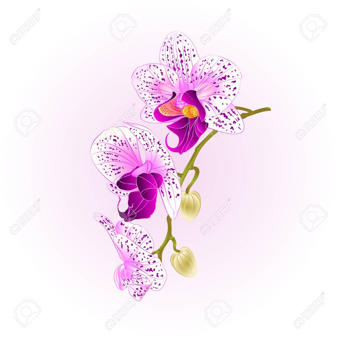 Purple Et Blanc Orchidée Tige Phalaenopsis Belle Fleur Vintage Vector Illustration Closeup Dessin Modifiable à La Main