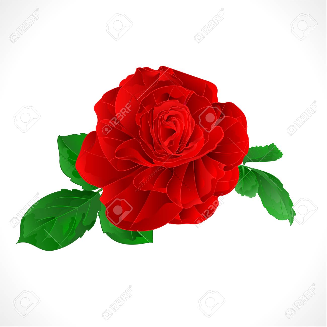 白い背景ストック写真に赤と葉 のイラスト素材 ベクタ Image