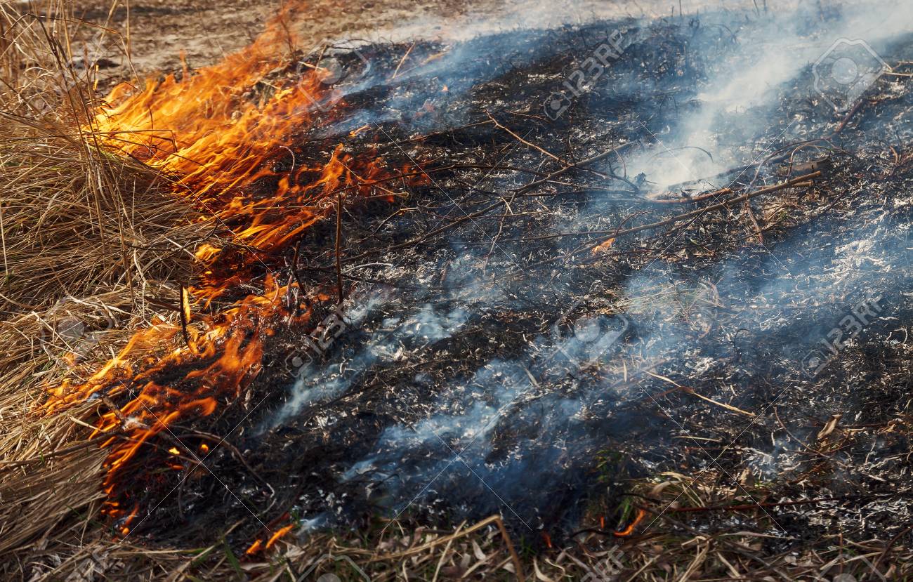 強い火の湖の森 木の背景に煙がたくさん 乾いた草に火と灰 クローズ アップ 大規模な黒川の土手上の領域を燃やした の写真素材 画像素材 Image