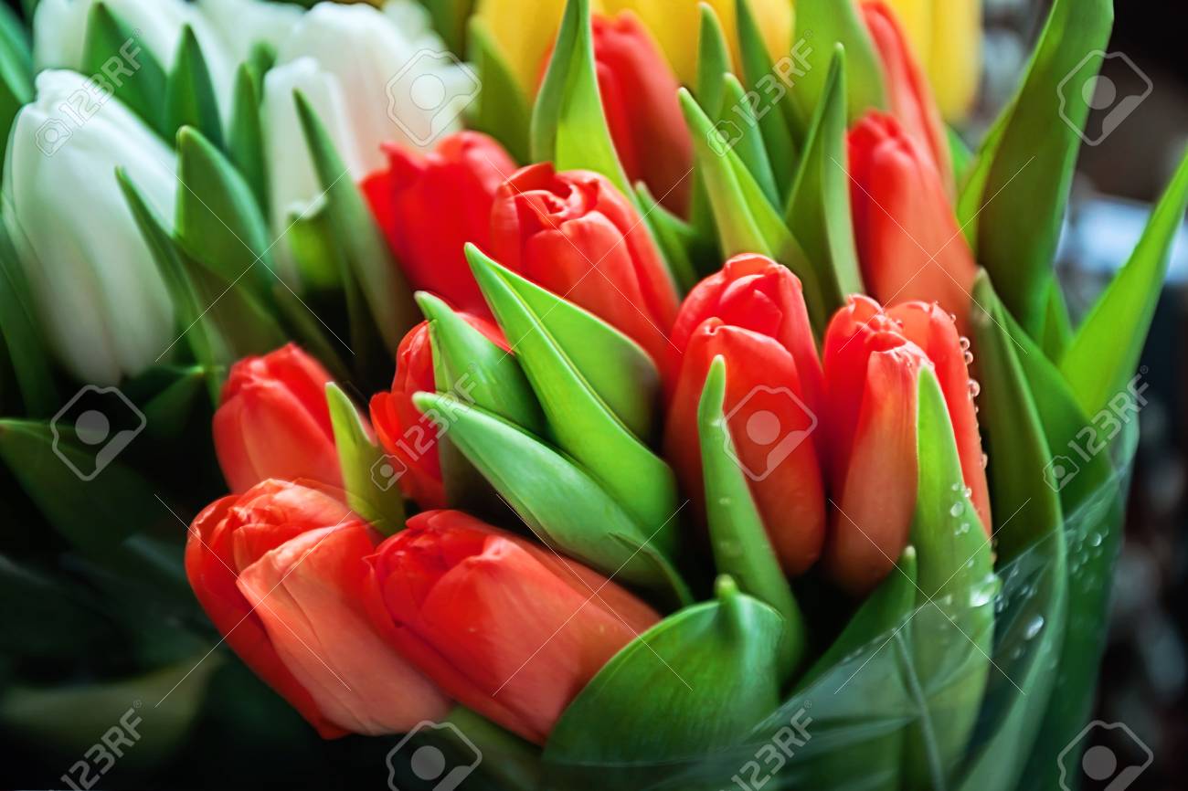 Nahaufnahme Von Blumenstraussen Von Bunten Tulpen Rot Gelb Weiss In Der Unscharfe Lizenzfreie Fotos Bilder Und Stock Fotografie Image
