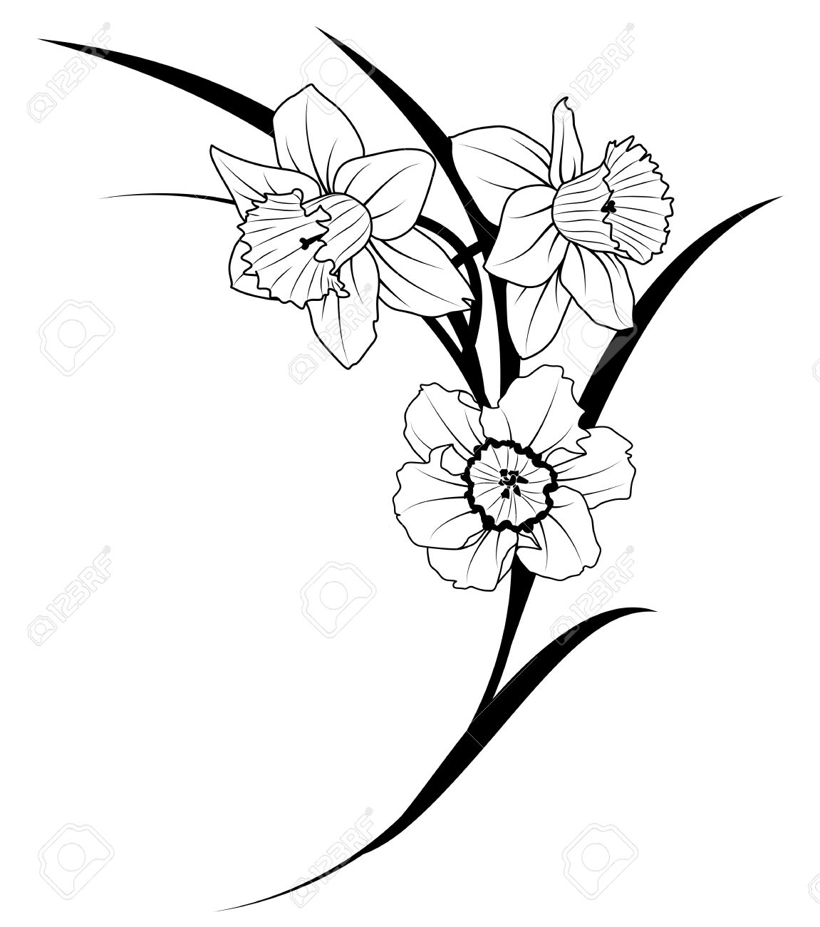 Vector Illustration Of Narcissus In Black And White Colors Royalty Free Cliparts Vectors And Stock Illustration Image
