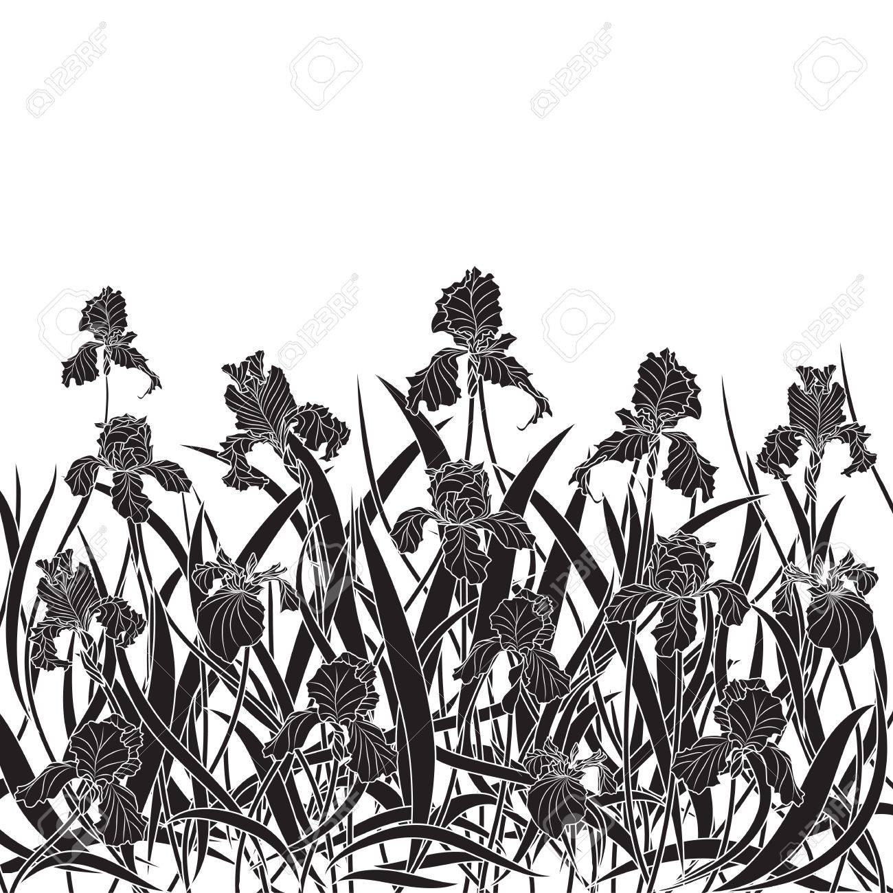 黒と白の色の菖蒲のベクトル イラスト のイラスト素材 ベクタ Image 20440309