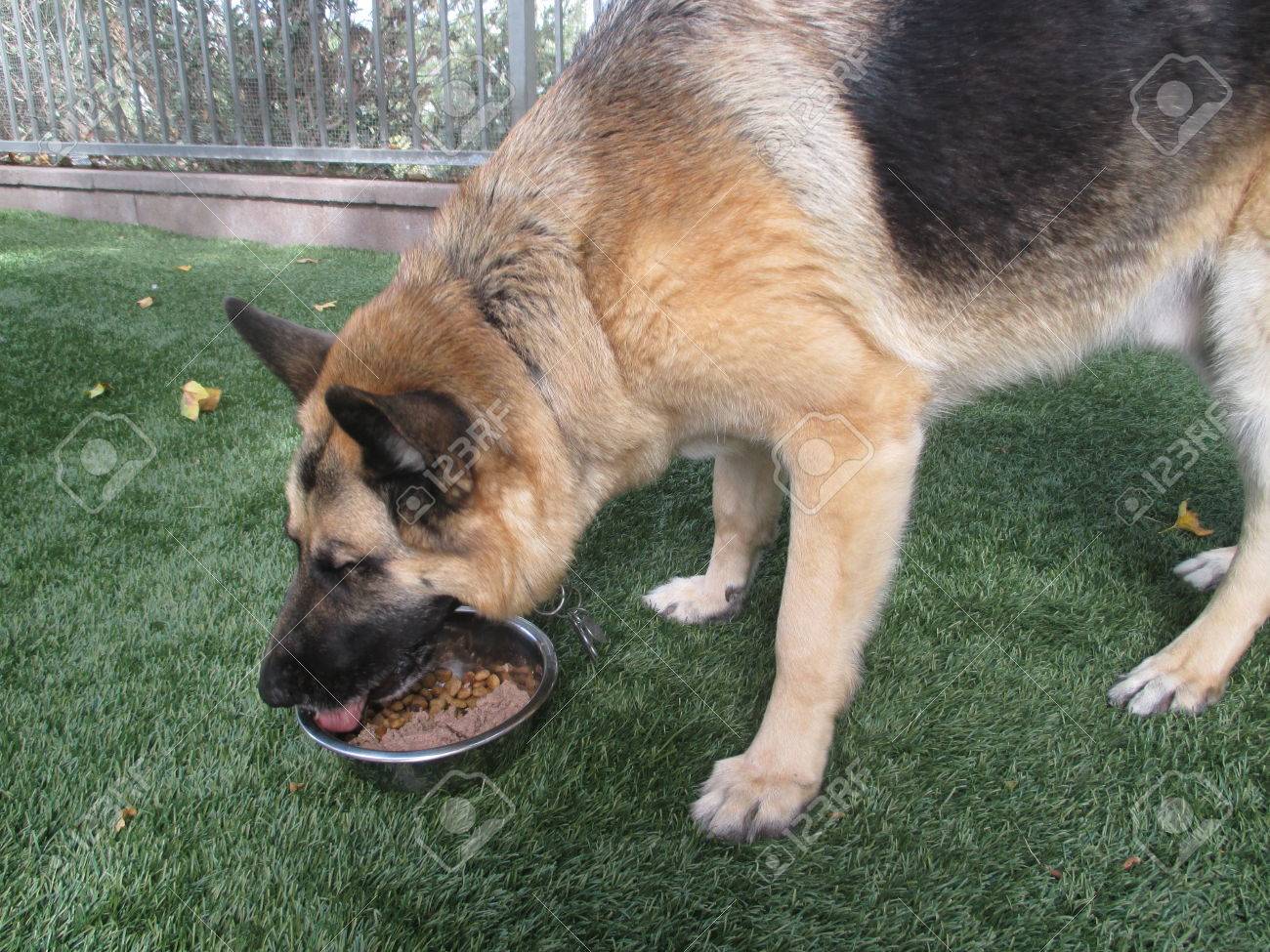 german shepherd eating