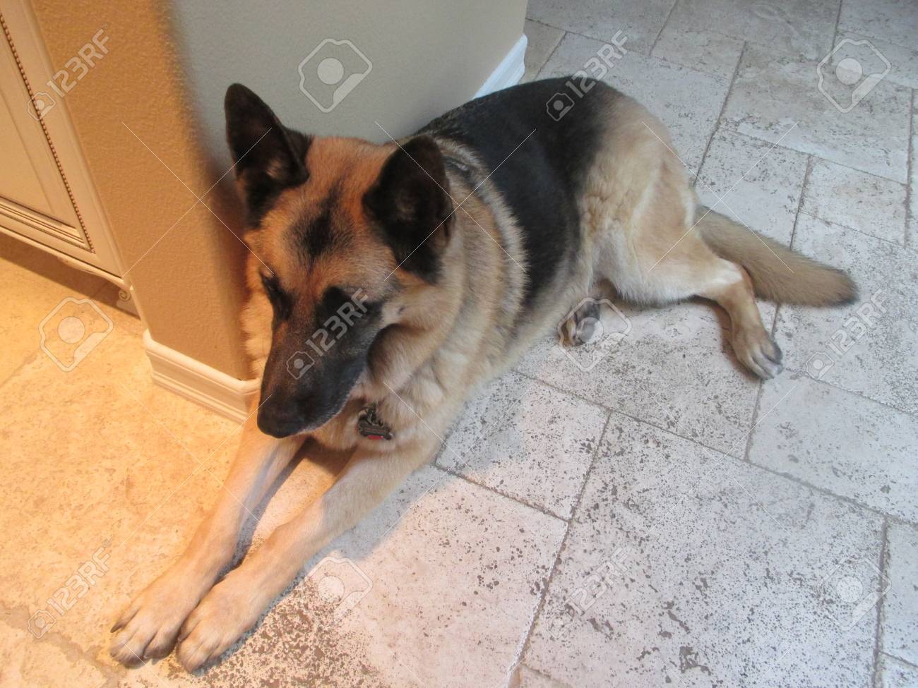 Large German Shepherd Resting On A Tile Floor Stock Photo Picture