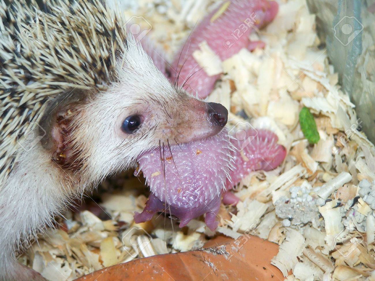 Newborn Baby Hedgehog Pictures Newborn Baby