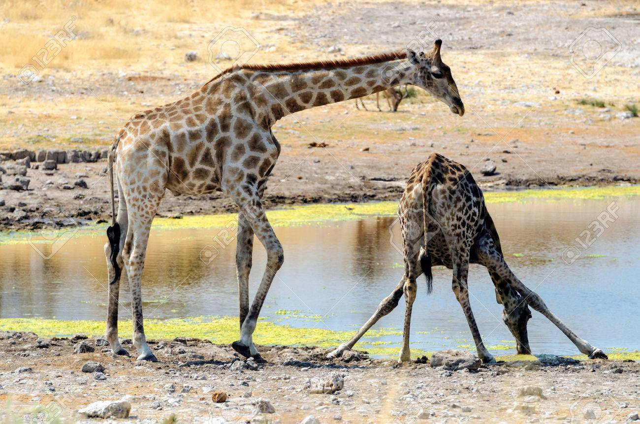 22336995-giraffe-drinking-while-the-othe