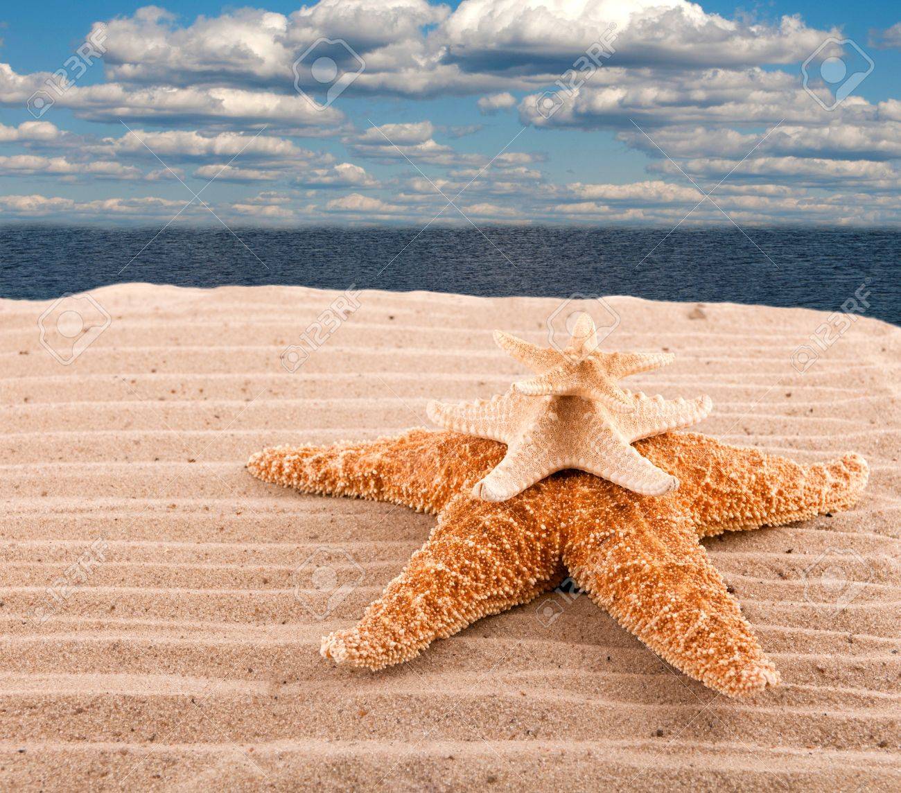 Three Marine Stars Lie On The Shore Of 