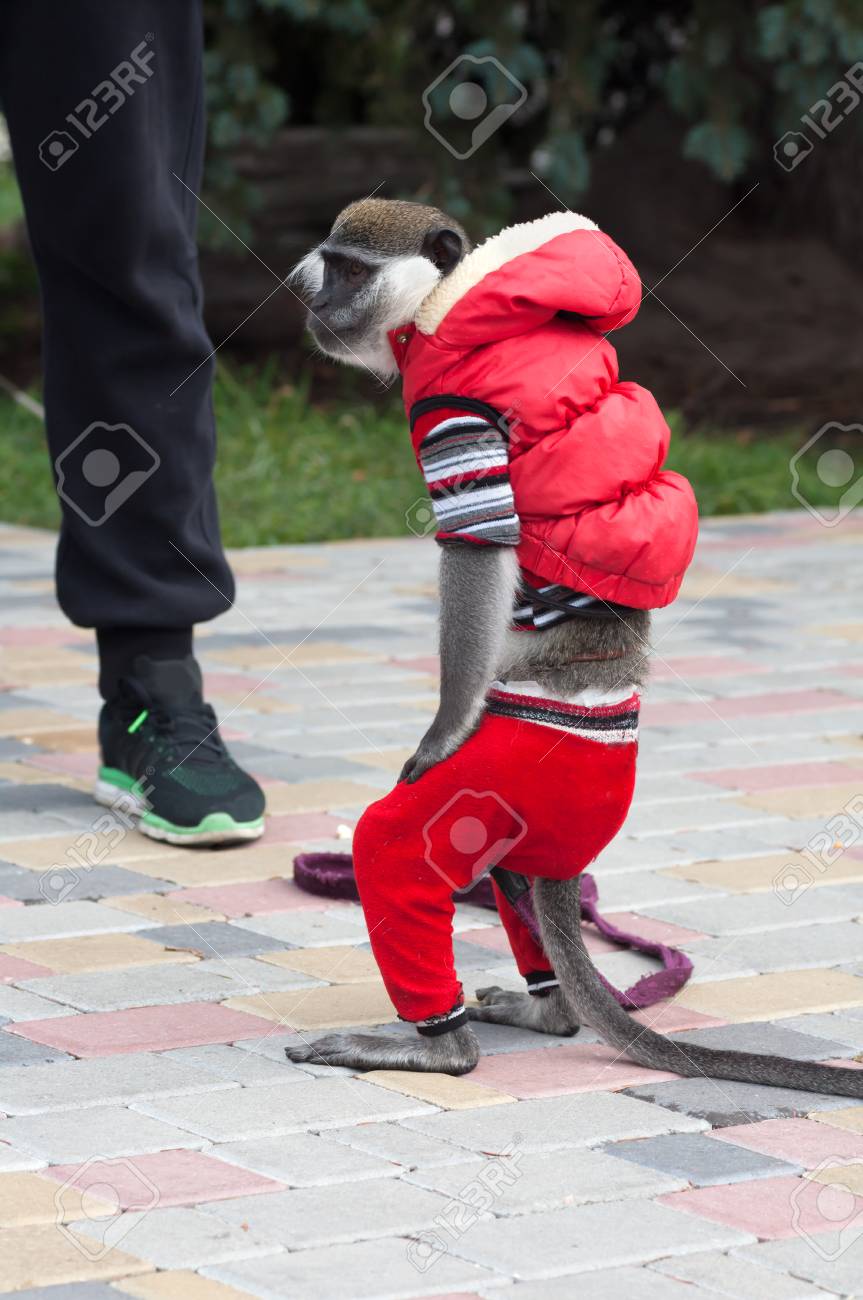 赤い服を着たタンタロス猿 の写真素材 画像素材 Image