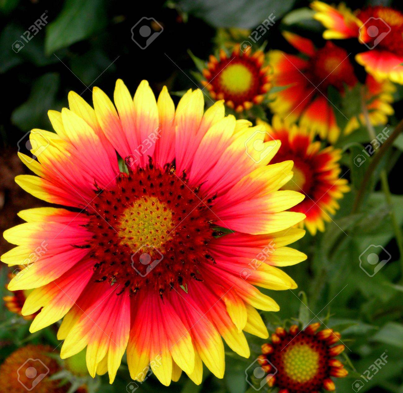 赤と黄色の花 の写真素材 画像素材 Image