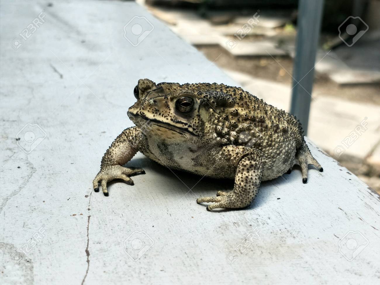 etiam-dictum-ipsum-a-felis