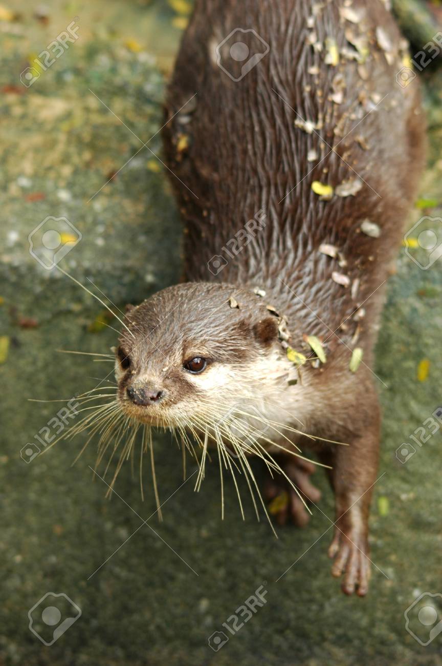 etiam-dictum-ipsum-a-felis