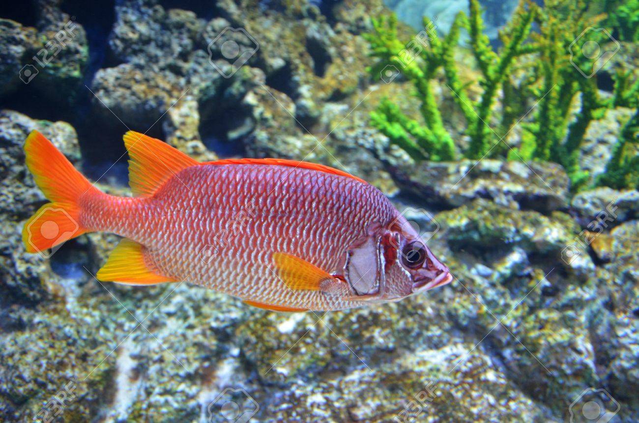 鯛魚は深い海で泳ぐ の写真素材 画像素材 Image 鯛魚は深い海で泳ぐ の写真素材 画像素材 Image