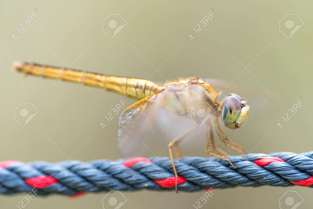 Close up detail of dragonfly with blur background. Selective focus on the eye - 166142997 Close up detail of dragonfly with blur background. Selective focus on the eye - 166142997
