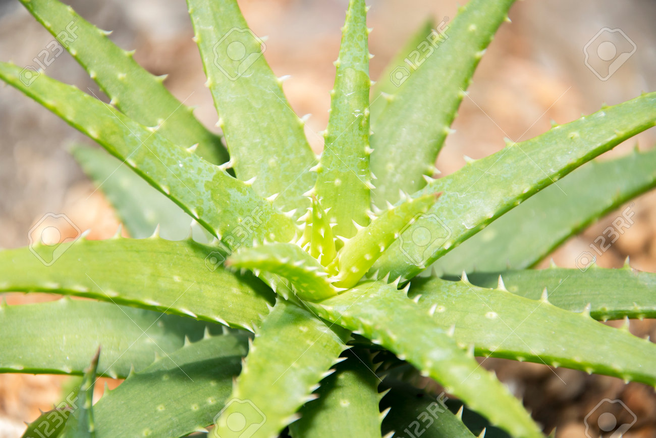 Close up of aloe vera plant. Aloe vera is a very useful herbal medicine for skin and hair care that can be used as a treatment. - 169211622 Close up of aloe vera plant. Aloe vera is a very useful herbal medicine for skin and hair care that can be used as a treatment. - 169211622