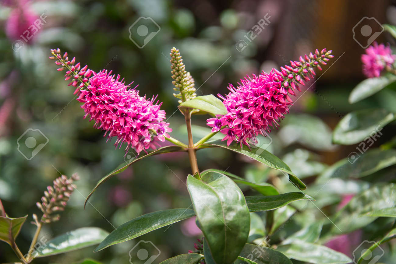 Beautiful purple Tutini flower, also called as Pukumani Pole - 169211788 Beautiful purple Tutini flower, also called as Pukumani Pole - 169211788