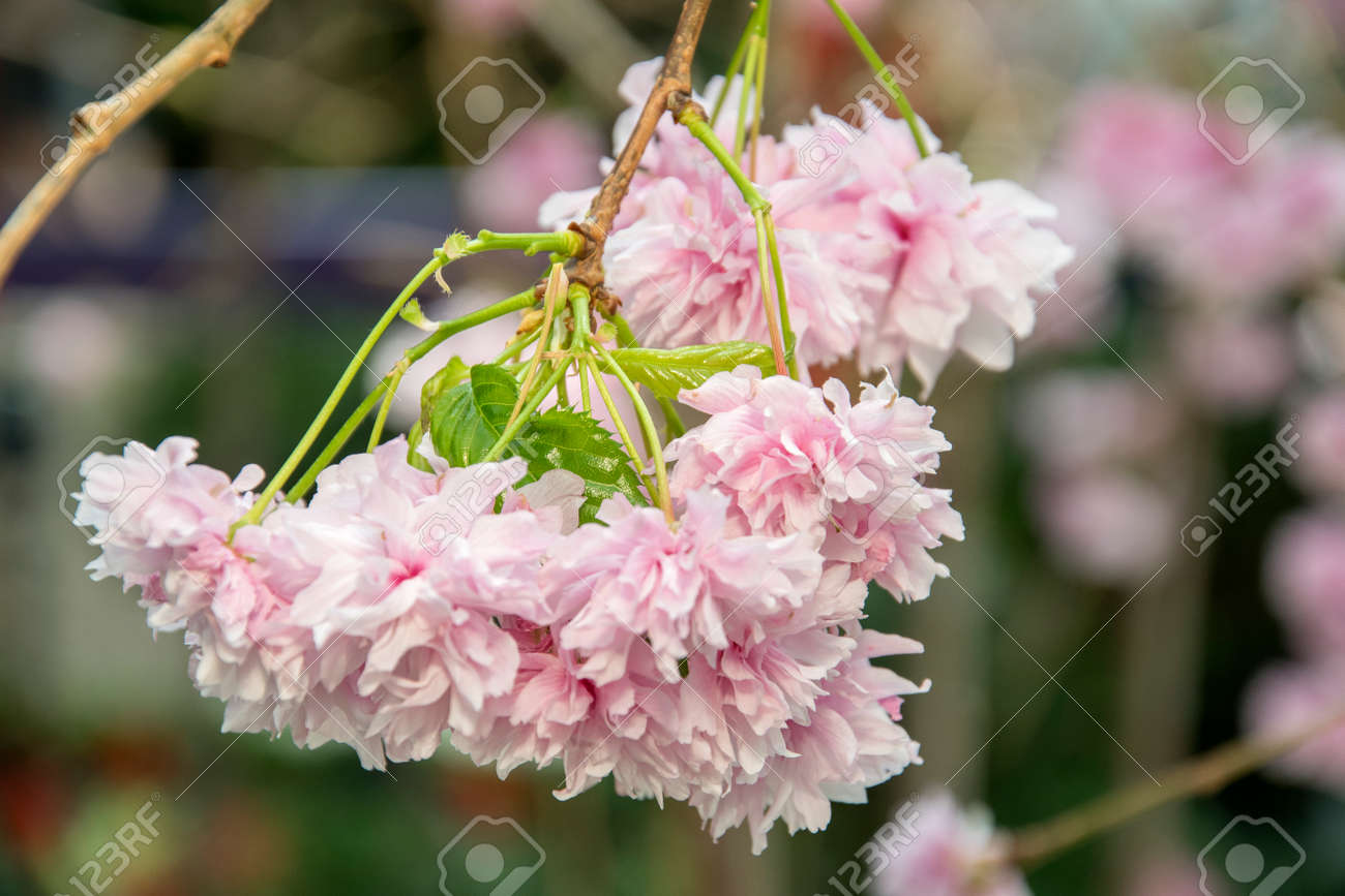 Pink Sakura flower with nature floral background - 169461718 Pink Sakura flower with nature floral background - 169461718