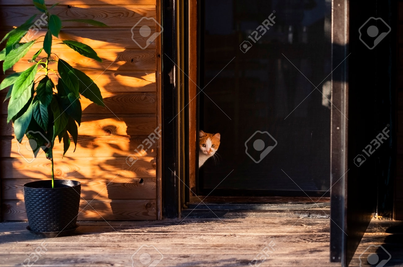 etiam-dictum-ipsum-a-felis