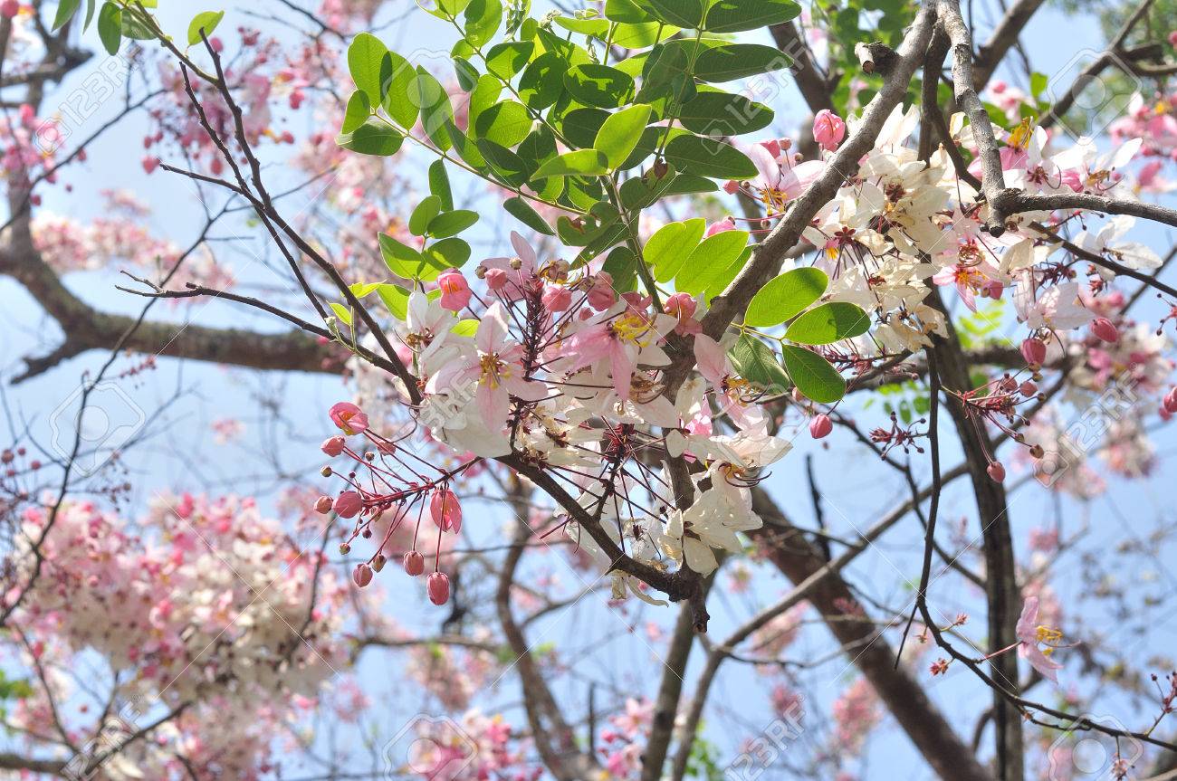 カッシア Bakeriana 願いの木 ピンク シャワー ピンク カッシアは 花の花背景 の写真素材 画像素材 Image
