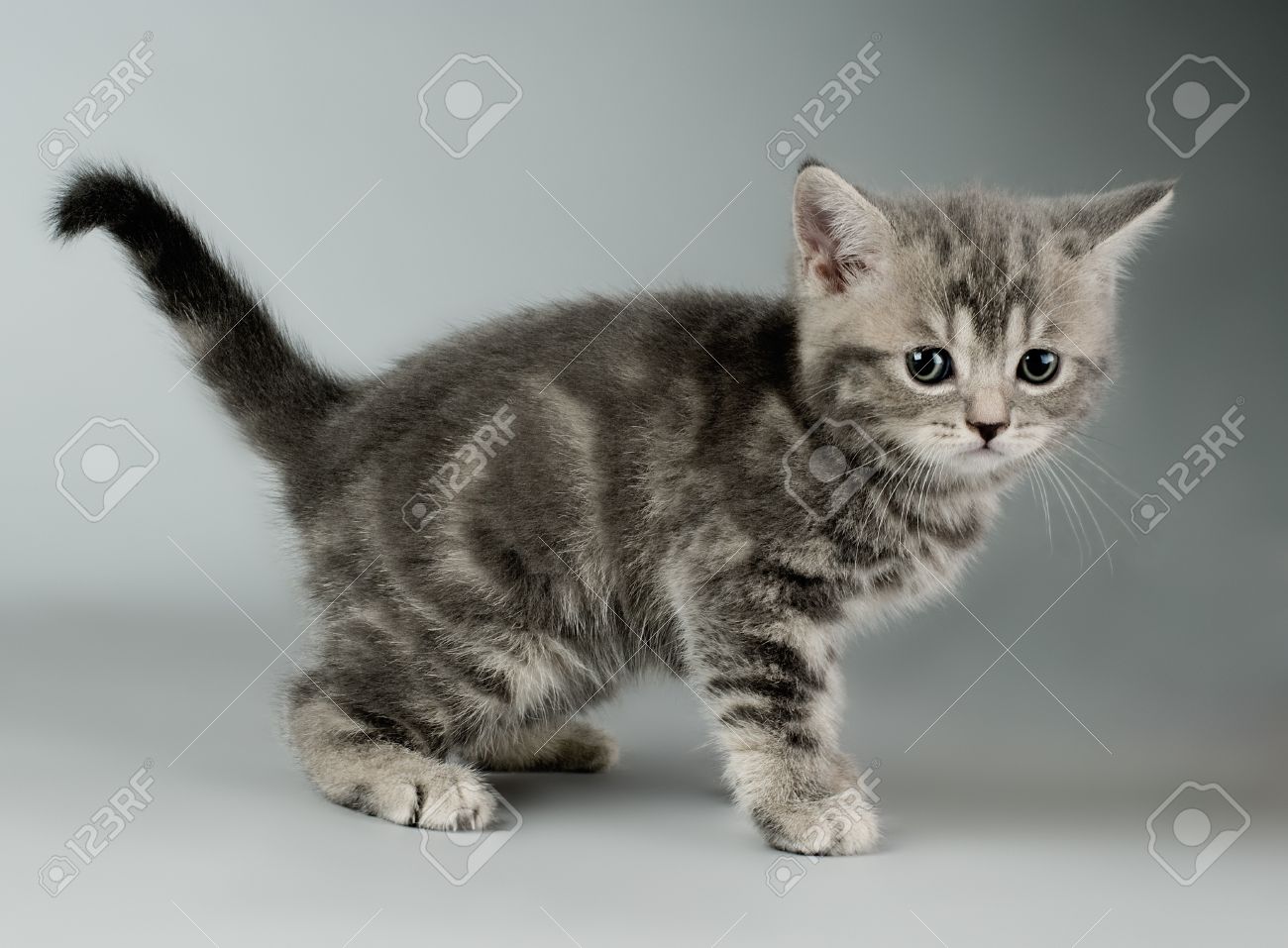 grey kitten breeds