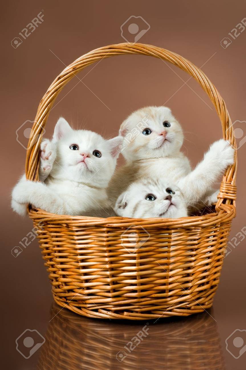 kittens in a basket