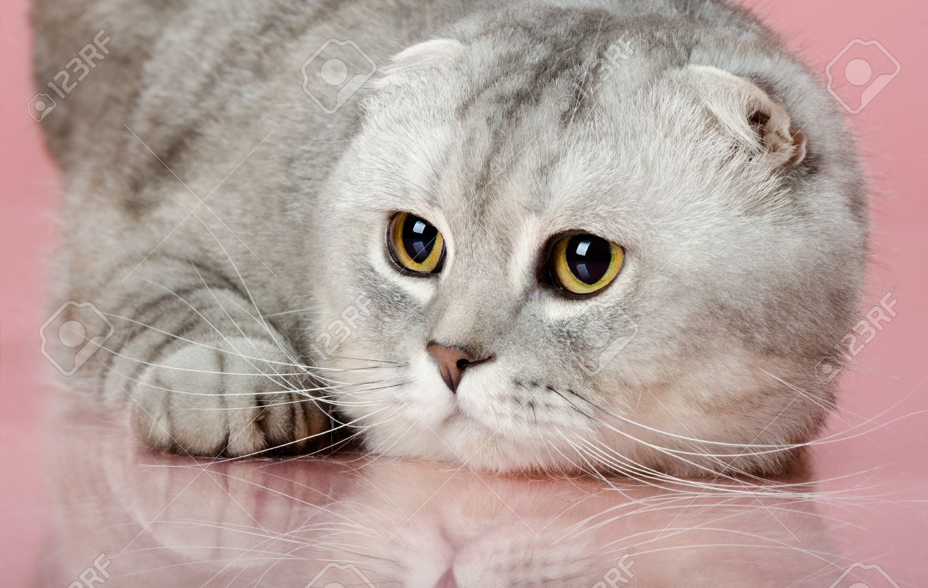ふわふわ灰色美しい大人の猫 品種スコティッシュ フォールド 非常にクローズ アップ肖像画 ピンクの背景 の写真素材 画像素材 Image ふわふわ灰色美しい大人の猫 品種スコティッシュ フォールド 非常にクローズ アップ肖像画 ピンクの背景 の写真素材 画像素材 Image