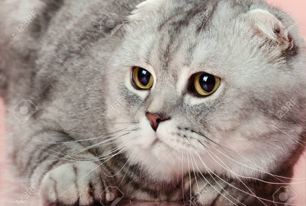 ふわふわ灰色美しい大人の猫、品種スコティッシュ フォールド、クローズ アップの肖像画
