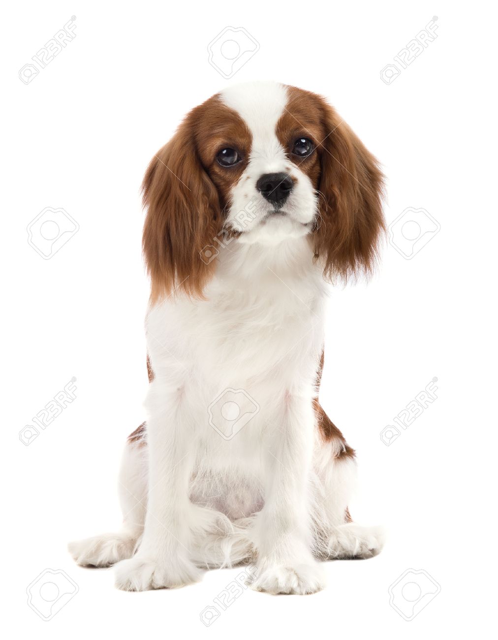 Pure Bred Dog Puppy Cavalier King Charles Spaniel Lie On White