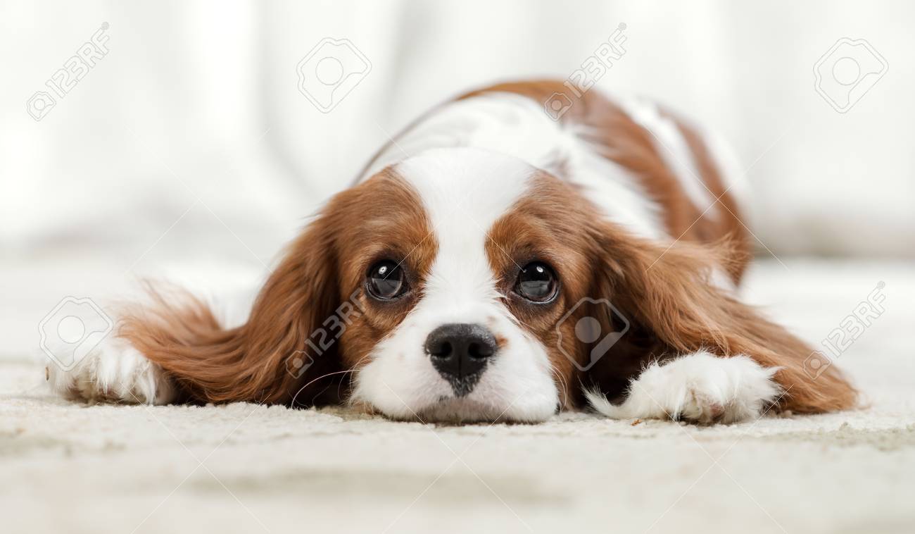 muzzle for cavalier king charles spaniel