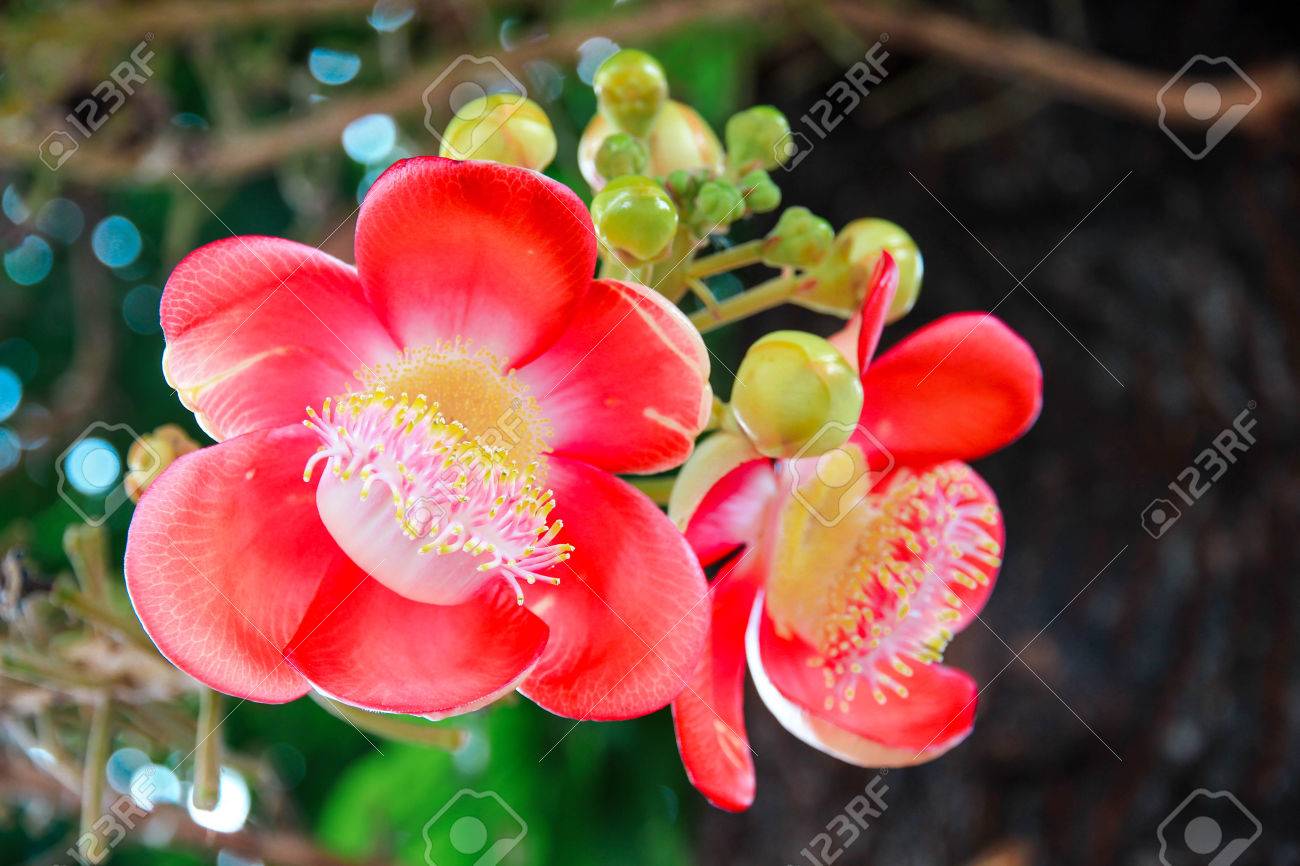 ◆sala tree◆ Sala Tree Shorea Robusta Sacred Tree Stock Photo 2634232801