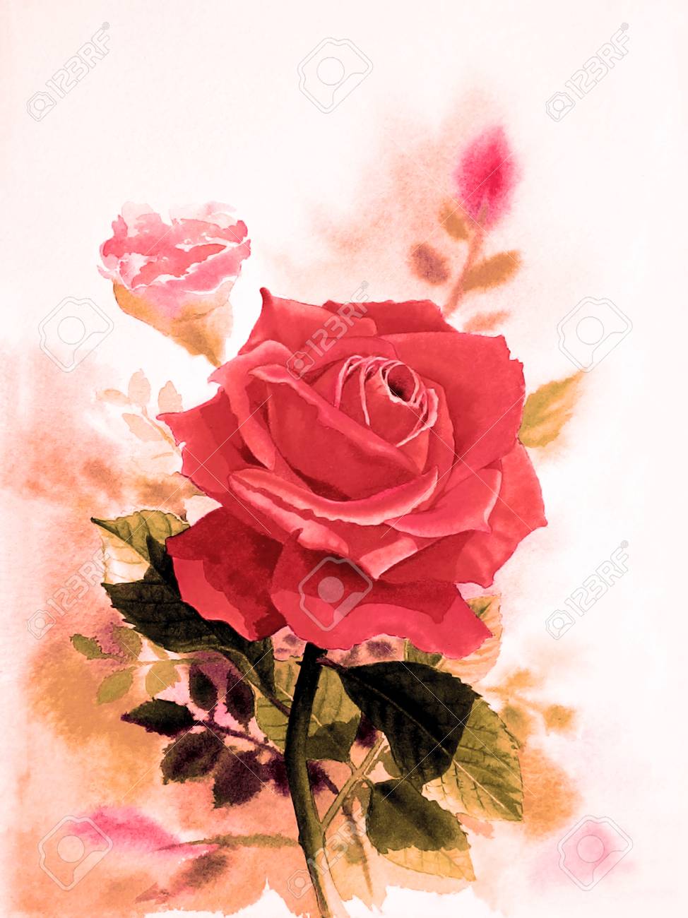 Aquarelle Peinture Réaliste Originale Couleur Rouge De Fleur Rose Et  émotion En Fond Blanc Banque D'Images Et Photos Libres De Droits. Image  73541489.