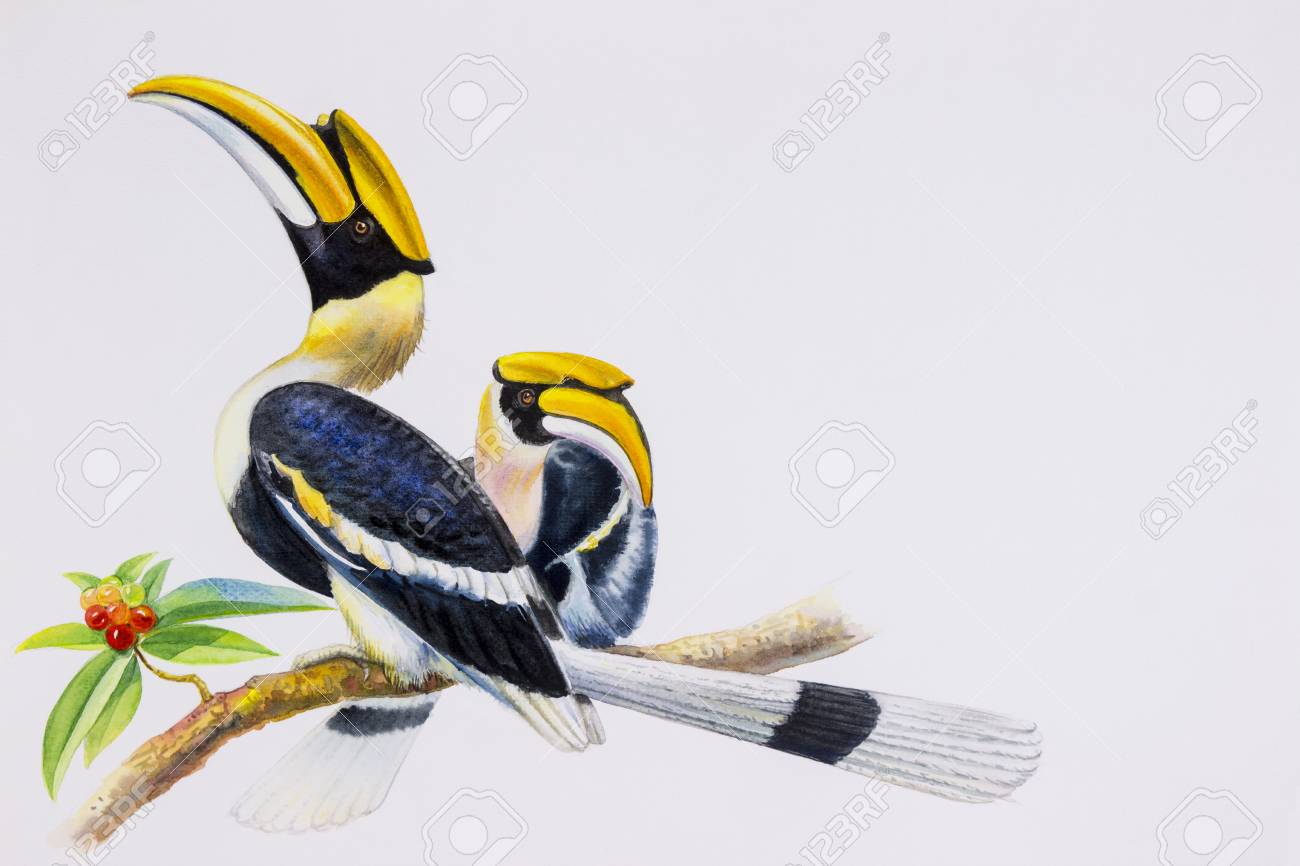 bird with big beak couple hornbill bird on the branch red cherry