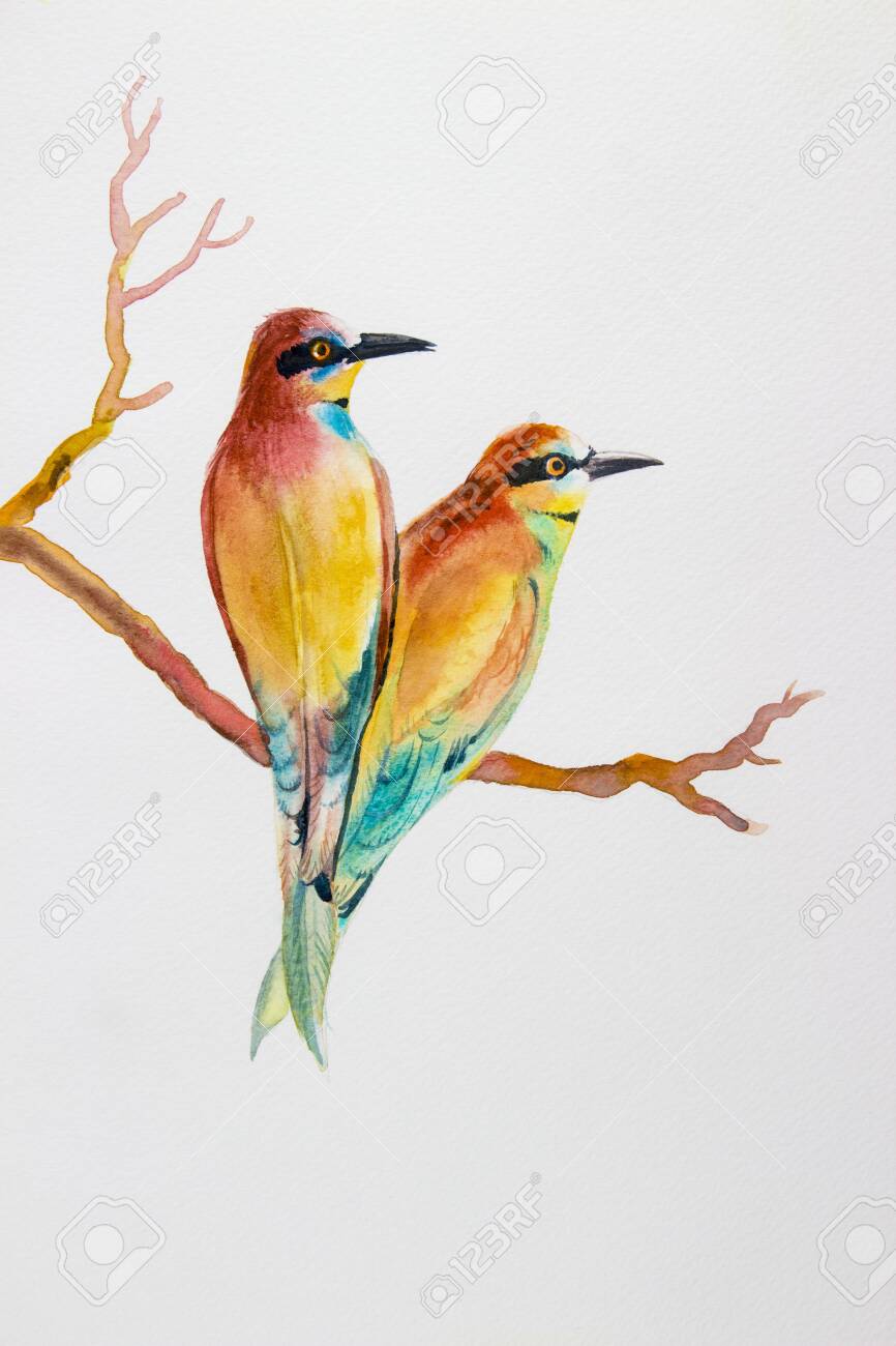 水彩画 正しい 鳥の絵