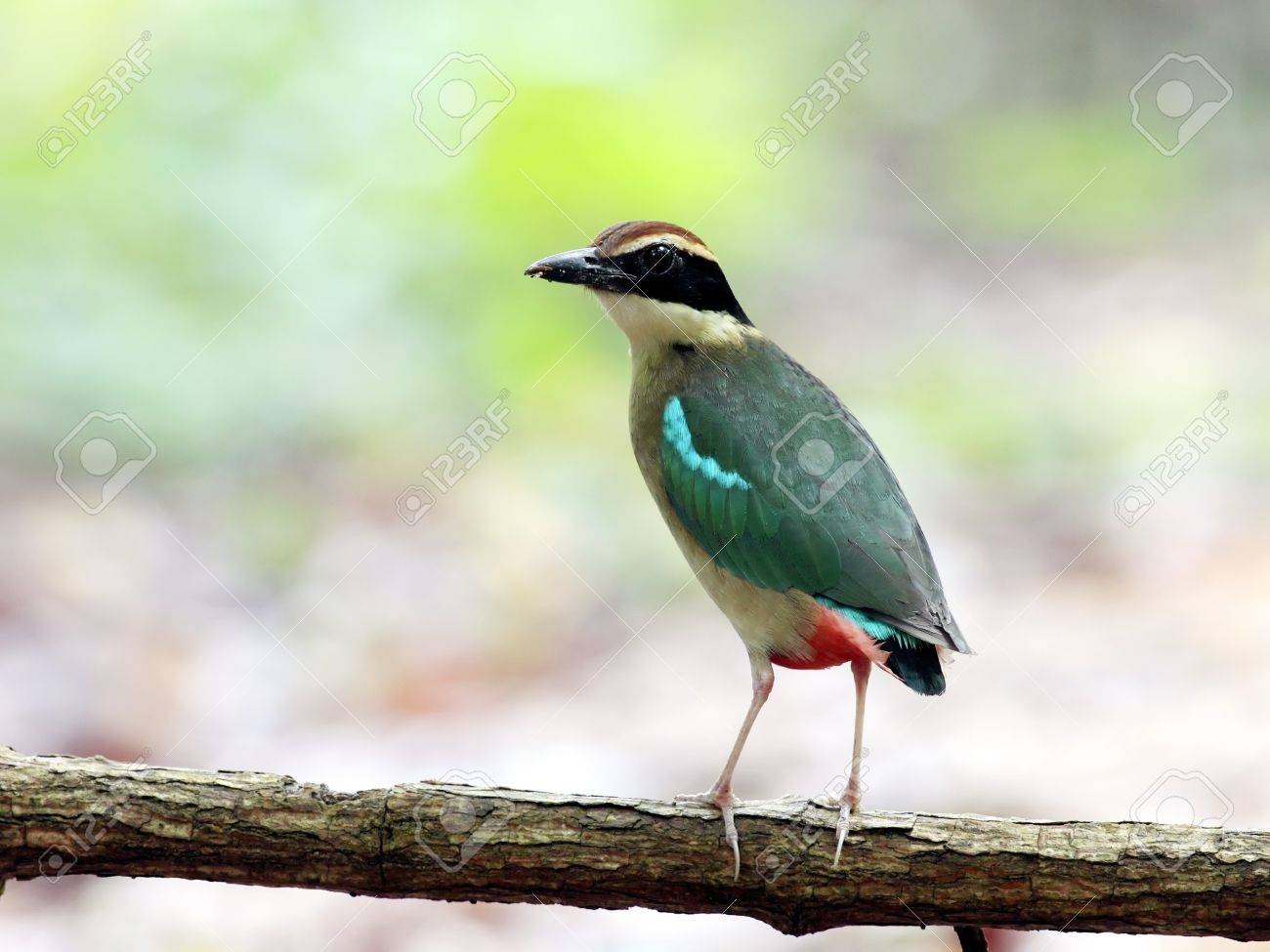 etiam-dictum-ipsum-a-felis