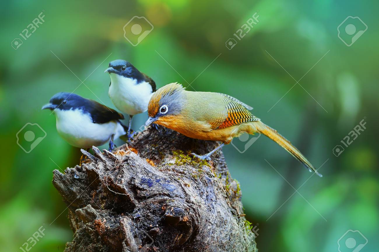 etiam-dictum-ipsum-a-felis