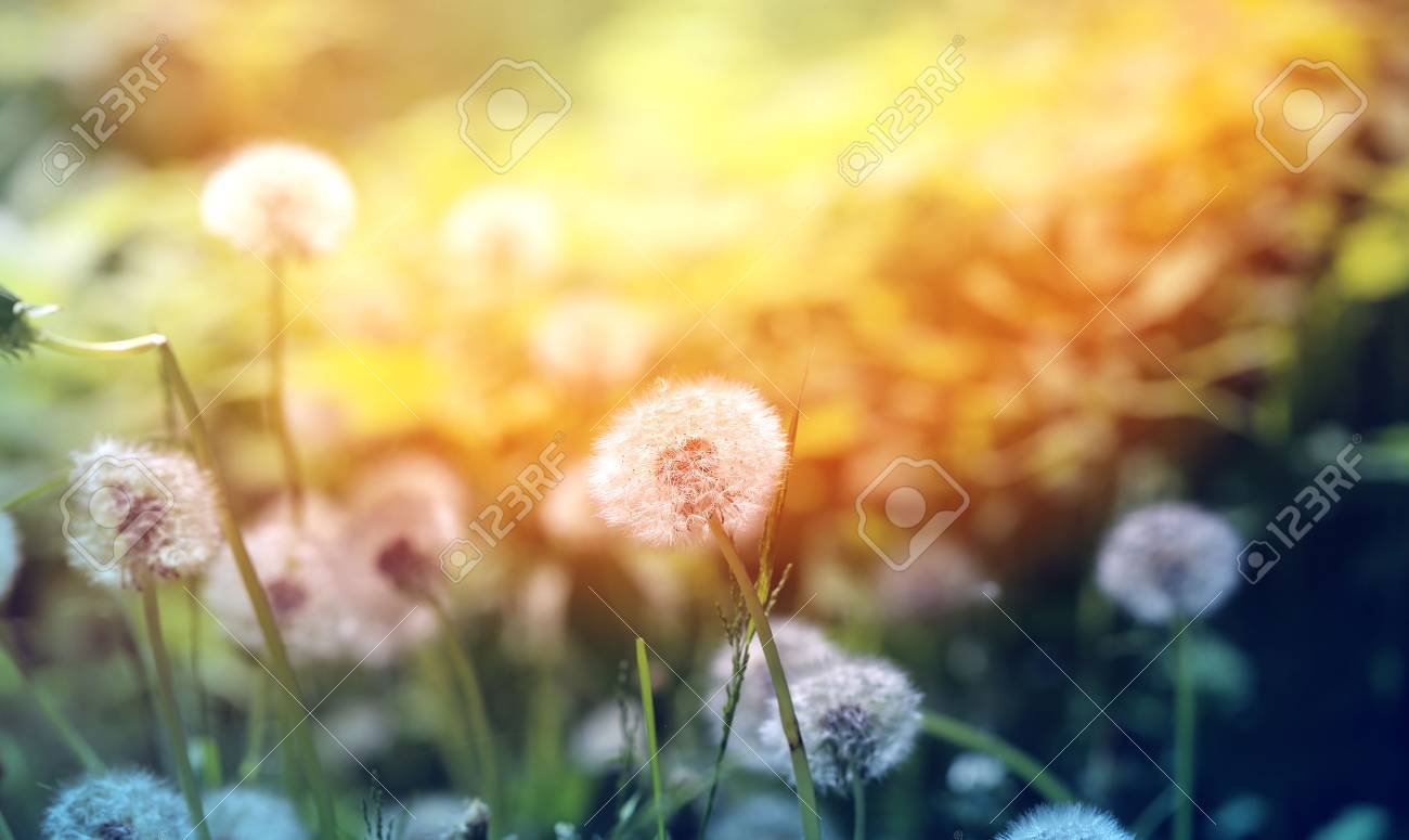 Beautiful dandelion flowers on a grass photographed close up - 41019185 Beautiful dandelion flowers on a grass photographed close up - 41019185