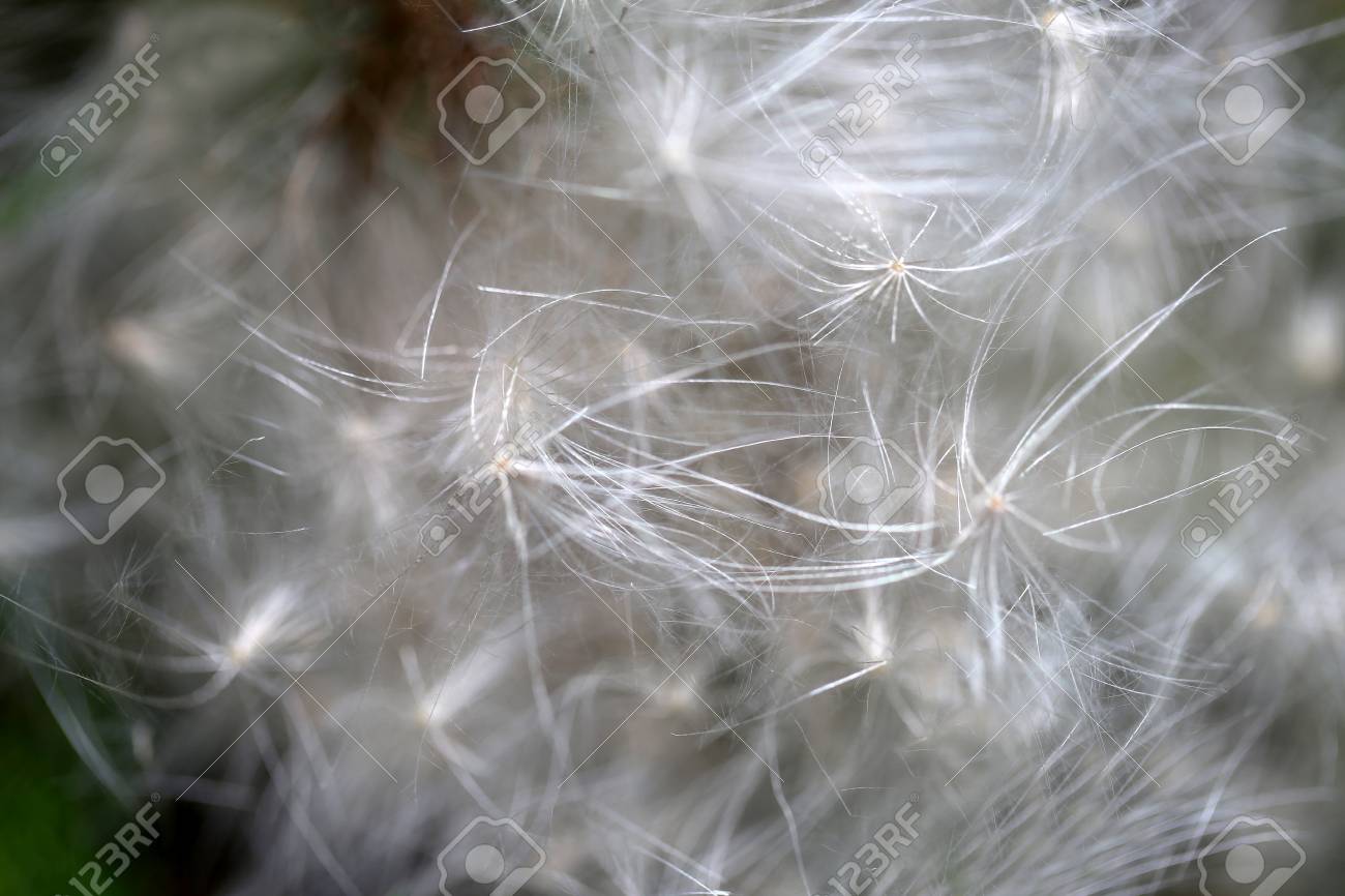Photo Background Of Macro White Fluff Against Flowers In Summer Stock Photo Picture And Royalty Free Image Image