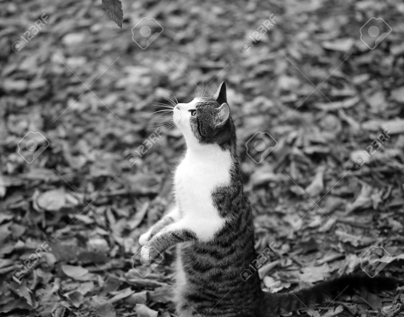Photo of a cute hungry kitten in the autumn park - 164650872 Photo of a cute hungry kitten in the autumn park - 164650872
