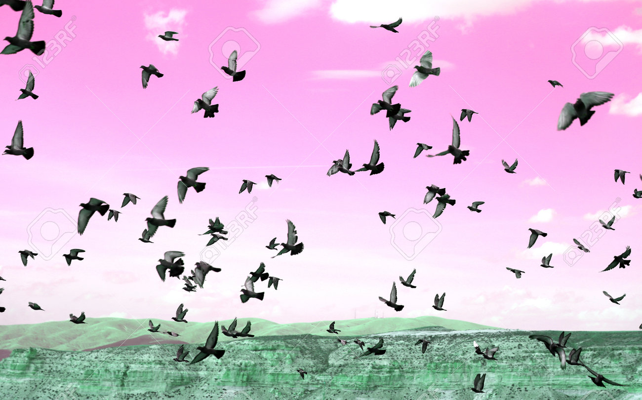 Photo of a flock of pigeons over the mountains in Turkey - 161037235 Photo of a flock of pigeons over the mountains in Turkey - 161037235