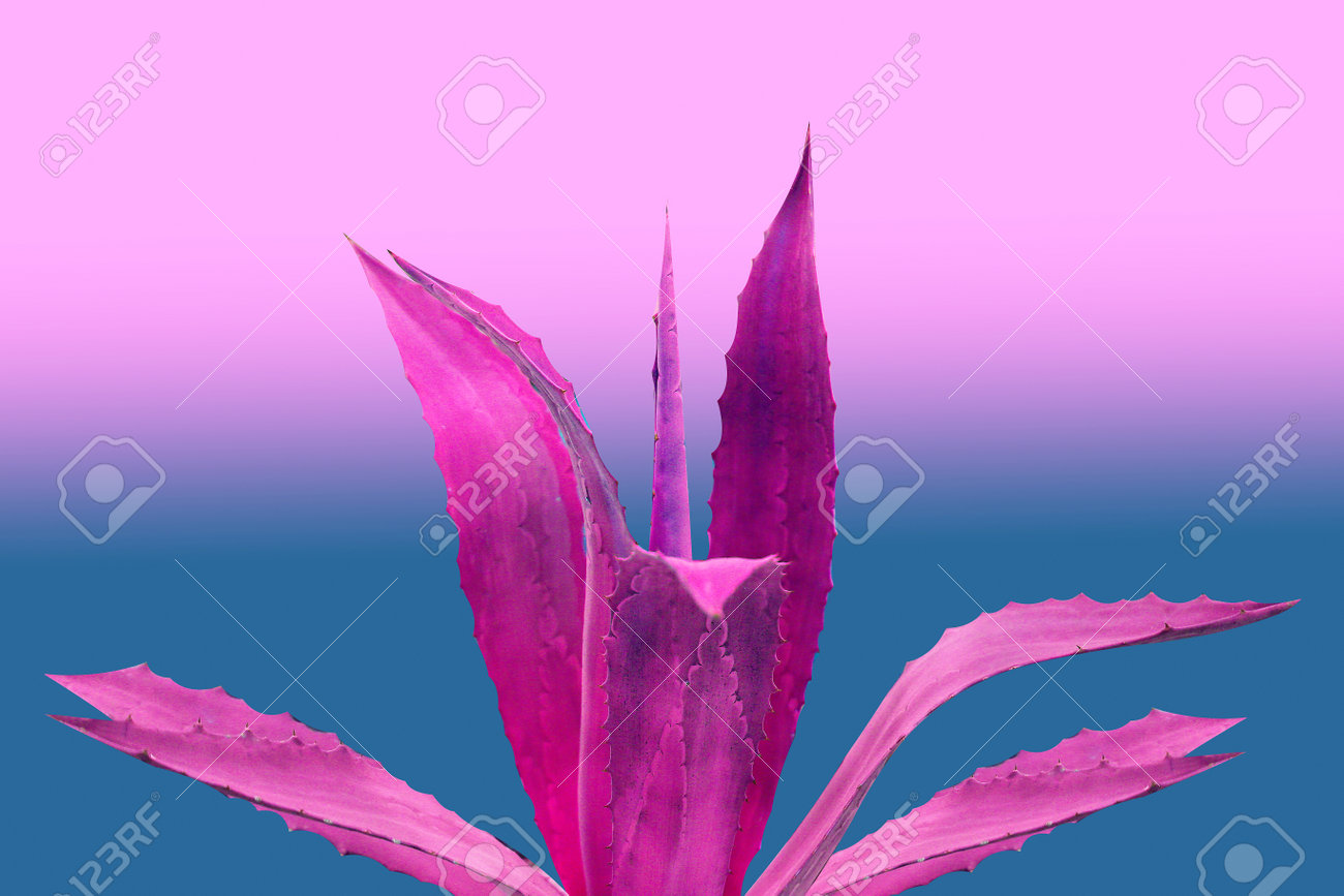 Photo of a purple cactus on a bright background - 161037328 Photo of a purple cactus on a bright background - 161037328