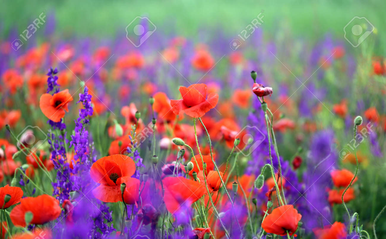 Photo background beautiful red poppies in the field - 170117133 Photo background beautiful red poppies in the field - 170117133