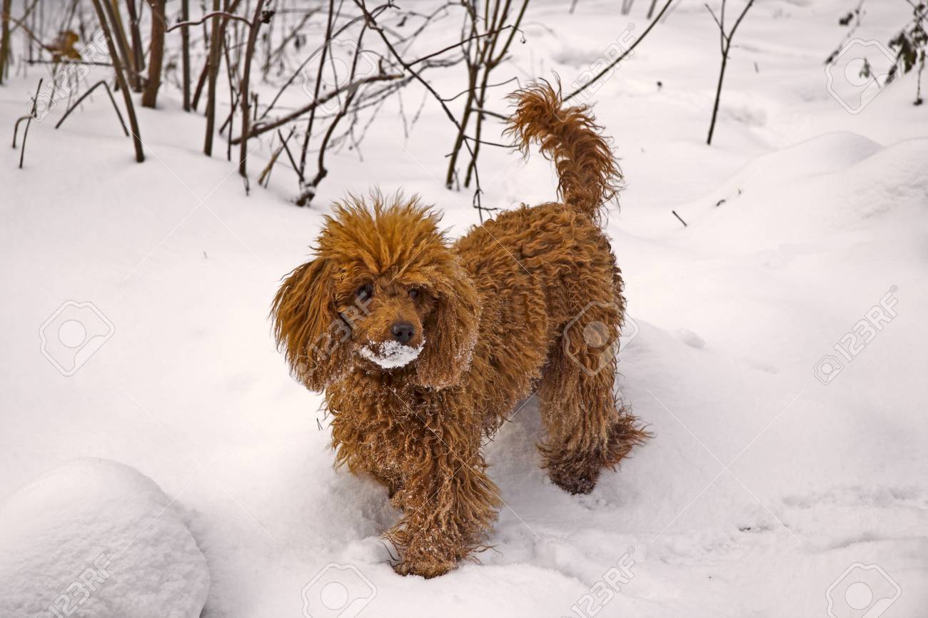 red mini poodle