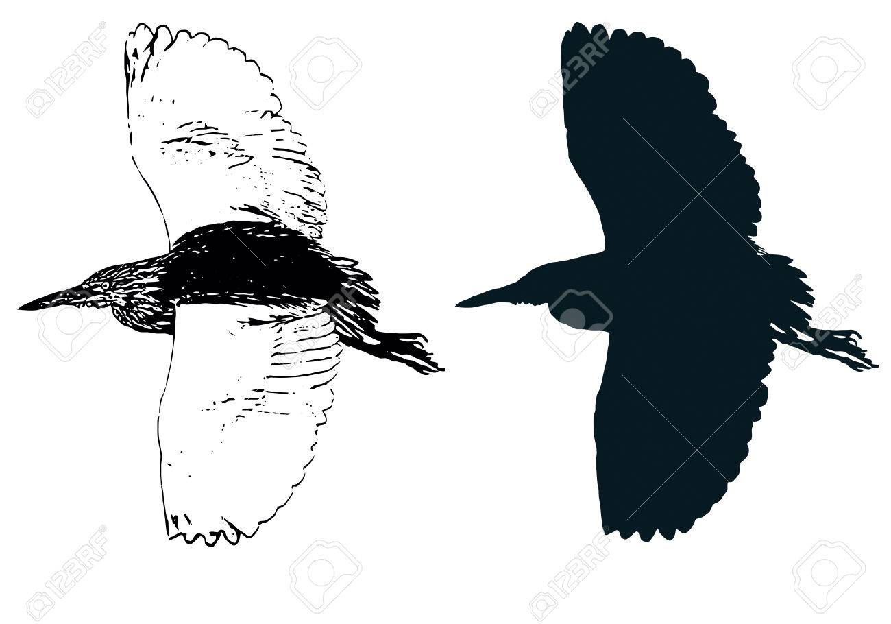 インドの池の Heron または文鳥を飛んでください インク描画の黒いシルエット ベクトルの模倣のイラスト素材 ベクタ Image