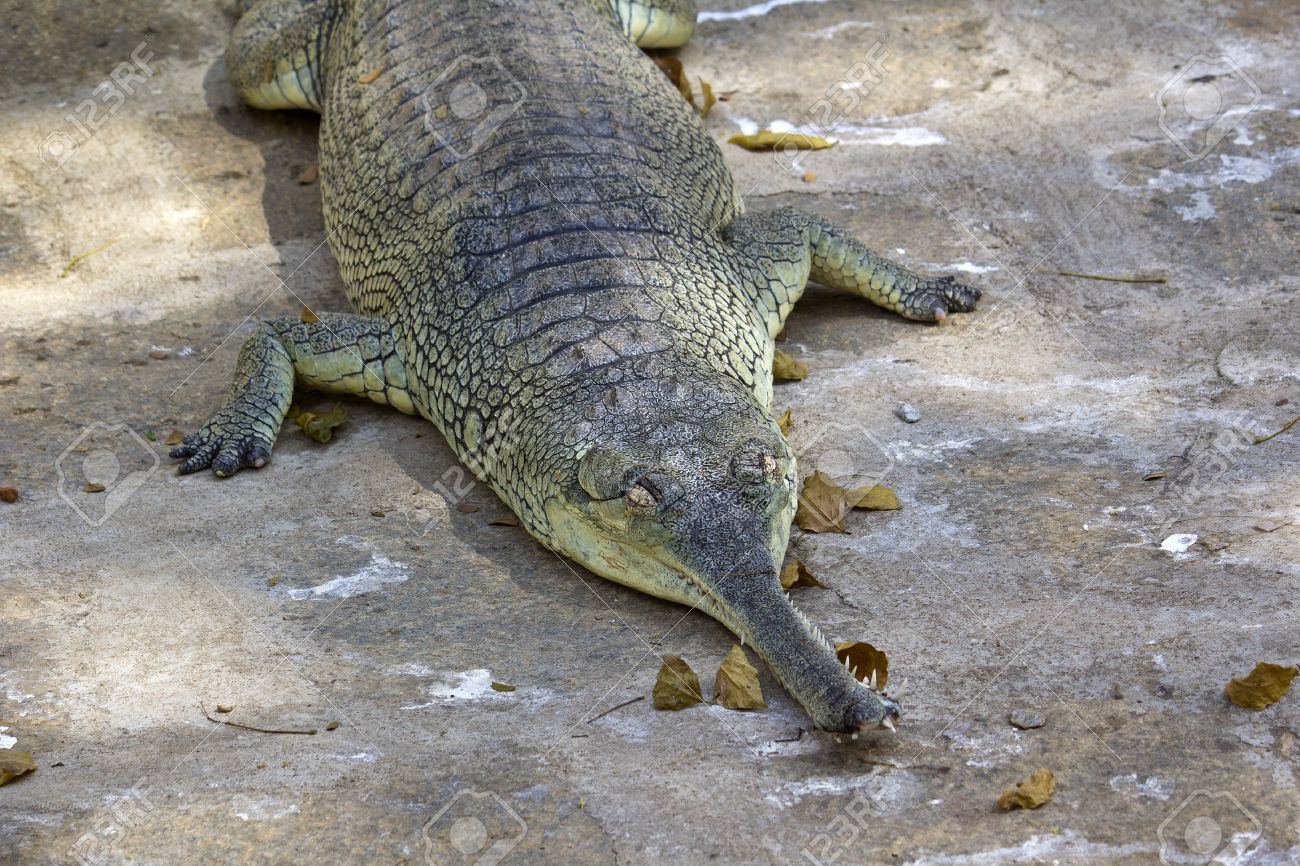 Gavial Alligator - 1300x866 - jpeg Gavial Alligator