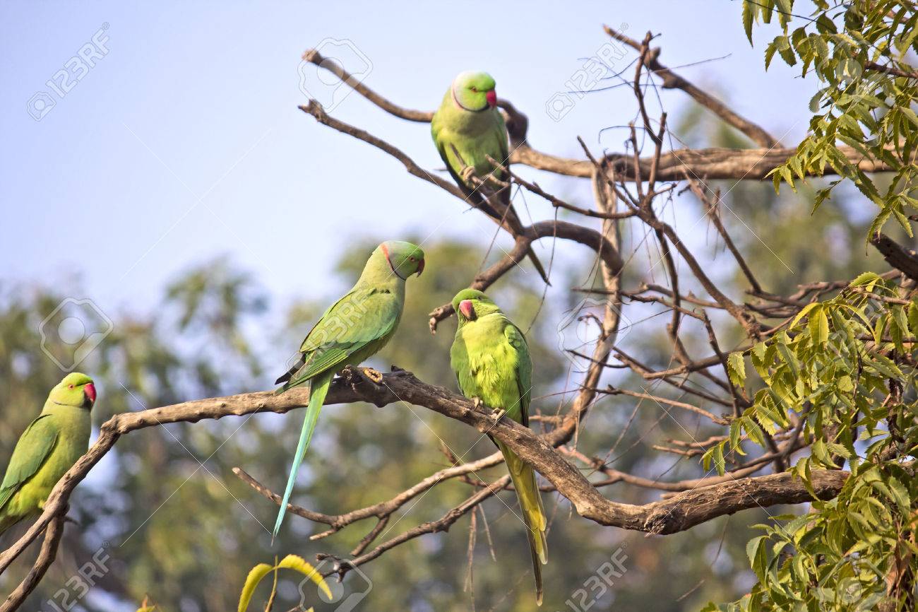 Parakeets On Tre Tree Branches In Vrindavan Stock Photo Picture And Royalty Free Image Image 35594947