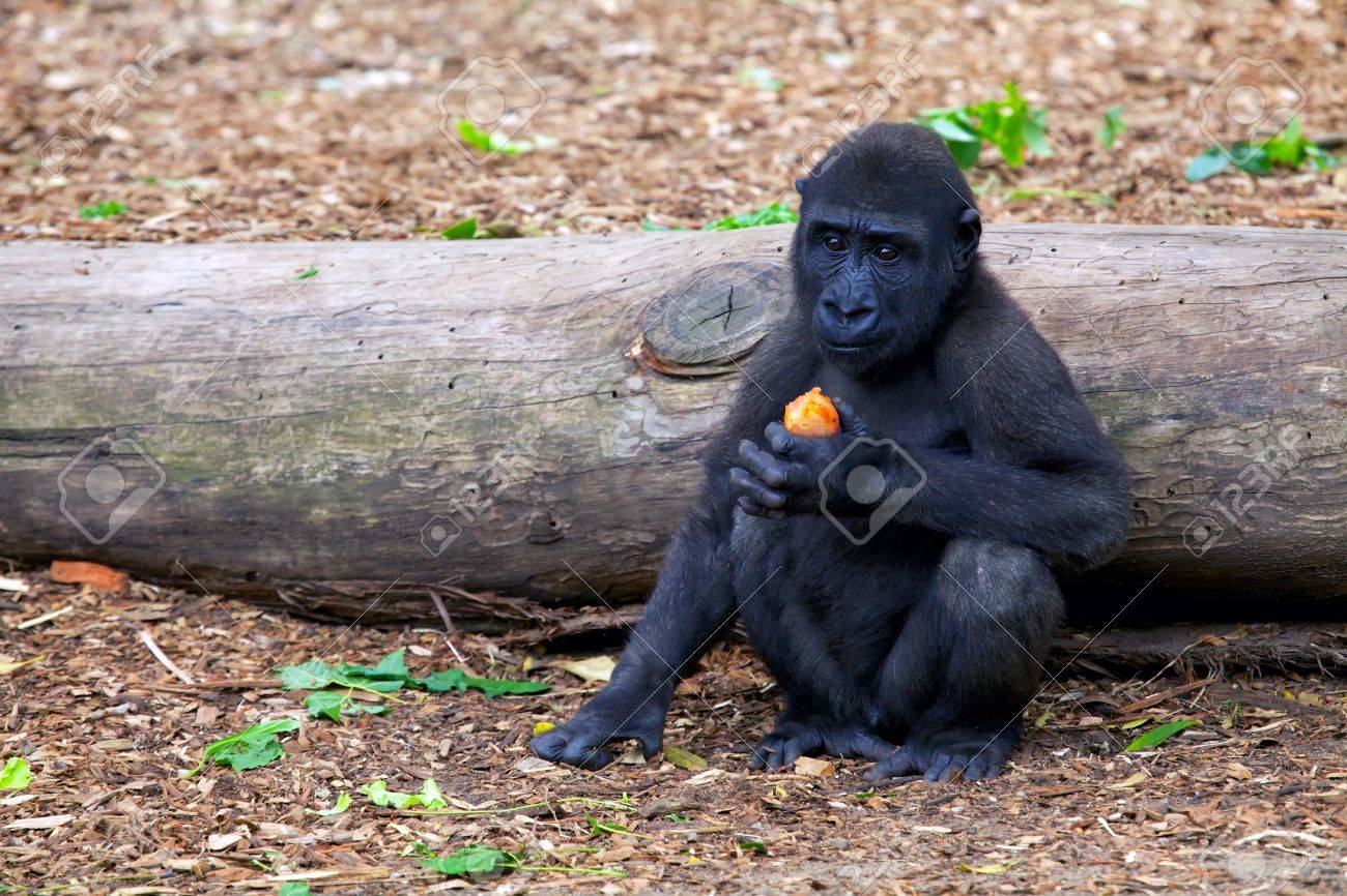 赤ちゃんゴリラのにんじんを食べる の写真素材 画像素材 Image
