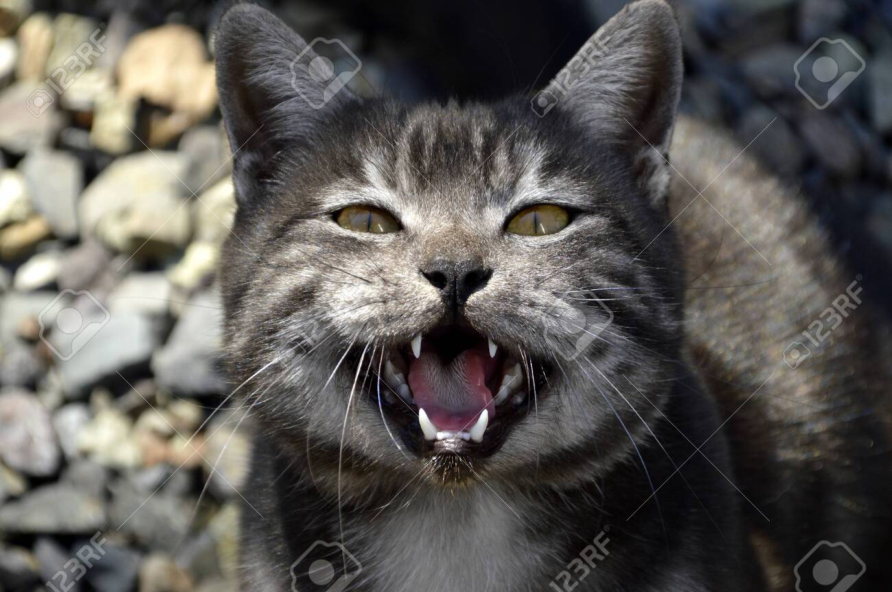 black cat with stripes