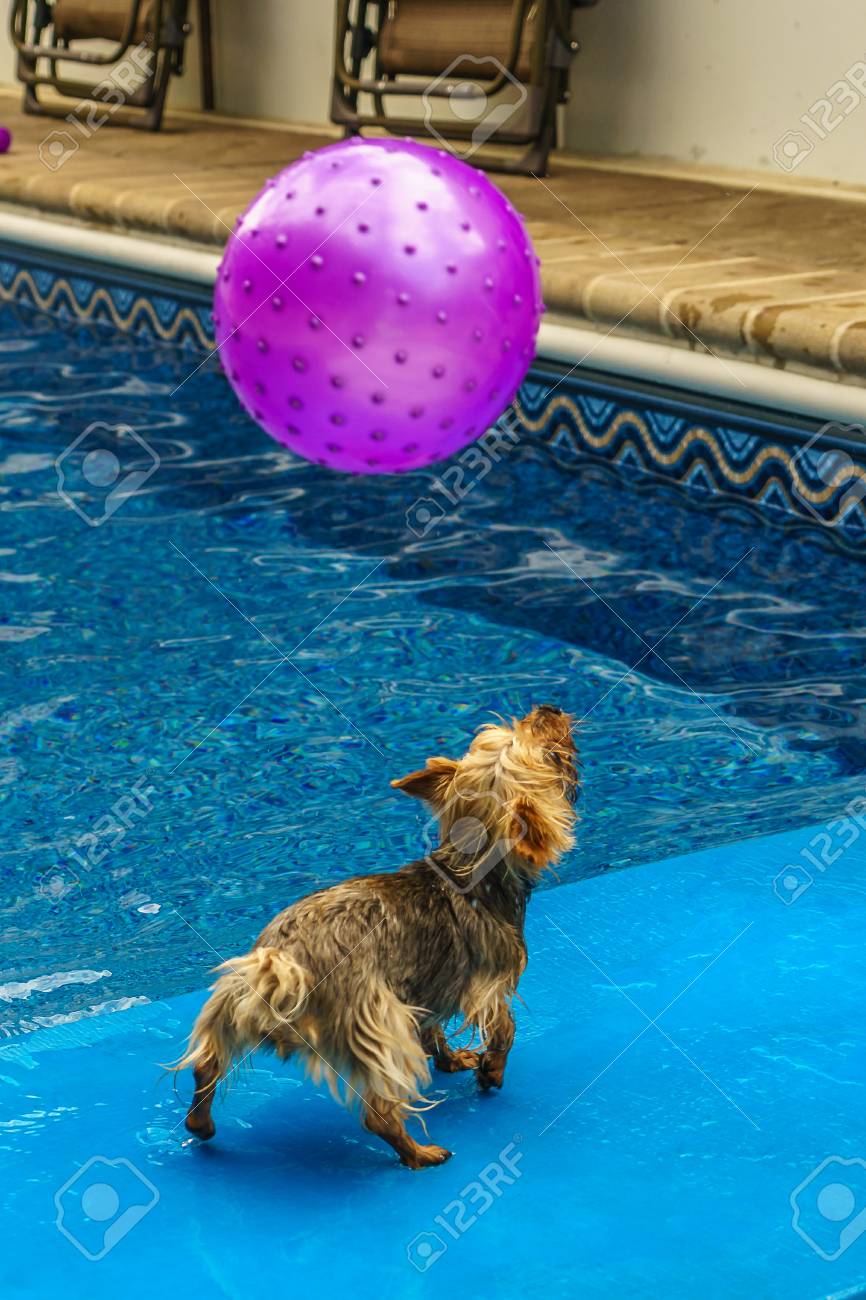 yorkie ball