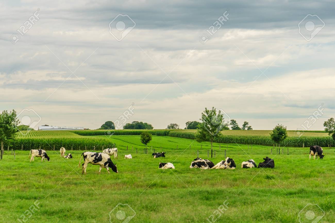 amish country farm barn field agriculture and grazing cows in