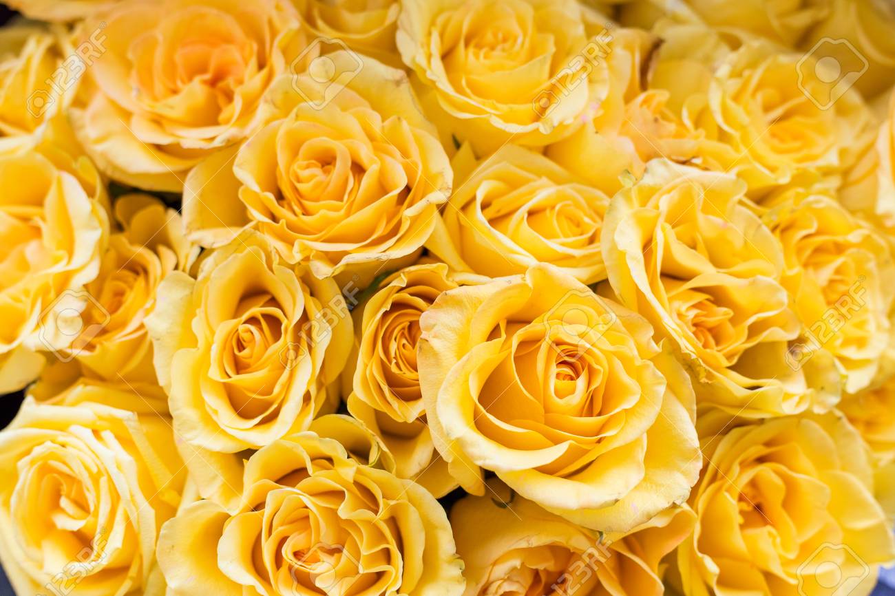 Beautiful Big Bouquet Of Yellow Roses For The Background Stock Photo,  Picture and Royalty Free Image. Image 80463674., image size:1300x866